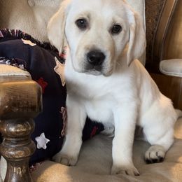 Labrador Retriever Puppies from Crown Royal hunting Labs