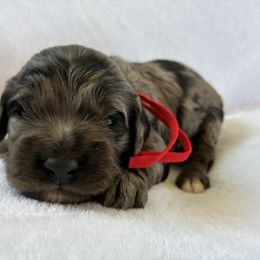 Monday - Black white and tan male Cockapoo puppy in Adrian, Oregon from ApplebyFarm