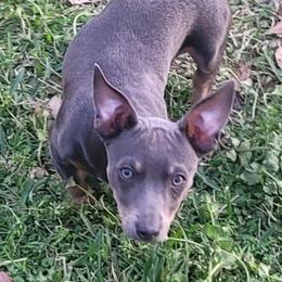Della - Blue and white female Teddy Roosevelt Terrier puppy in Little Elm, Texas from Stone's Teddy Roosevelt Terrier's