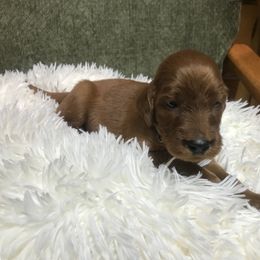 BlackBoy - Mahogany male Irish Setter puppy in Longview, Washington from Royal Redheads Irish Setters