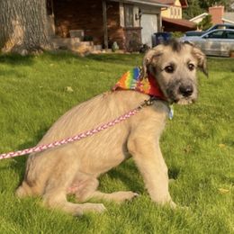 Irish Wolfhounds from Wild Clary Kennels