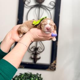 Noon - Buff and white male Cockapoo puppy in West Haven, Utah from Split Mountain Doodles