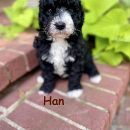 Han - Black and white male Bernedoodle puppy in Russellville, Arkansas from Crossgate Doodles