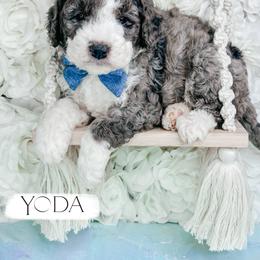 Yoda - Blue merle male Bernedoodle puppy in Otisville, Michigan from Danie’s Darling Doodles LLC