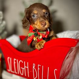 Boy 2 - Chocolate and tan Dachshund puppy in North Port, Florida from Jessica Louise Dachshunds
