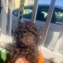 Puppy 1 - Brown male Poodle puppy in Johnstown, Pennsylvania from Tiny Toy Poodles