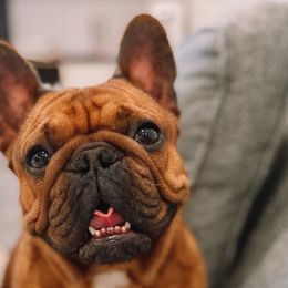 Maple - French Bulldog
