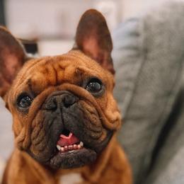 Maple - French Bulldog