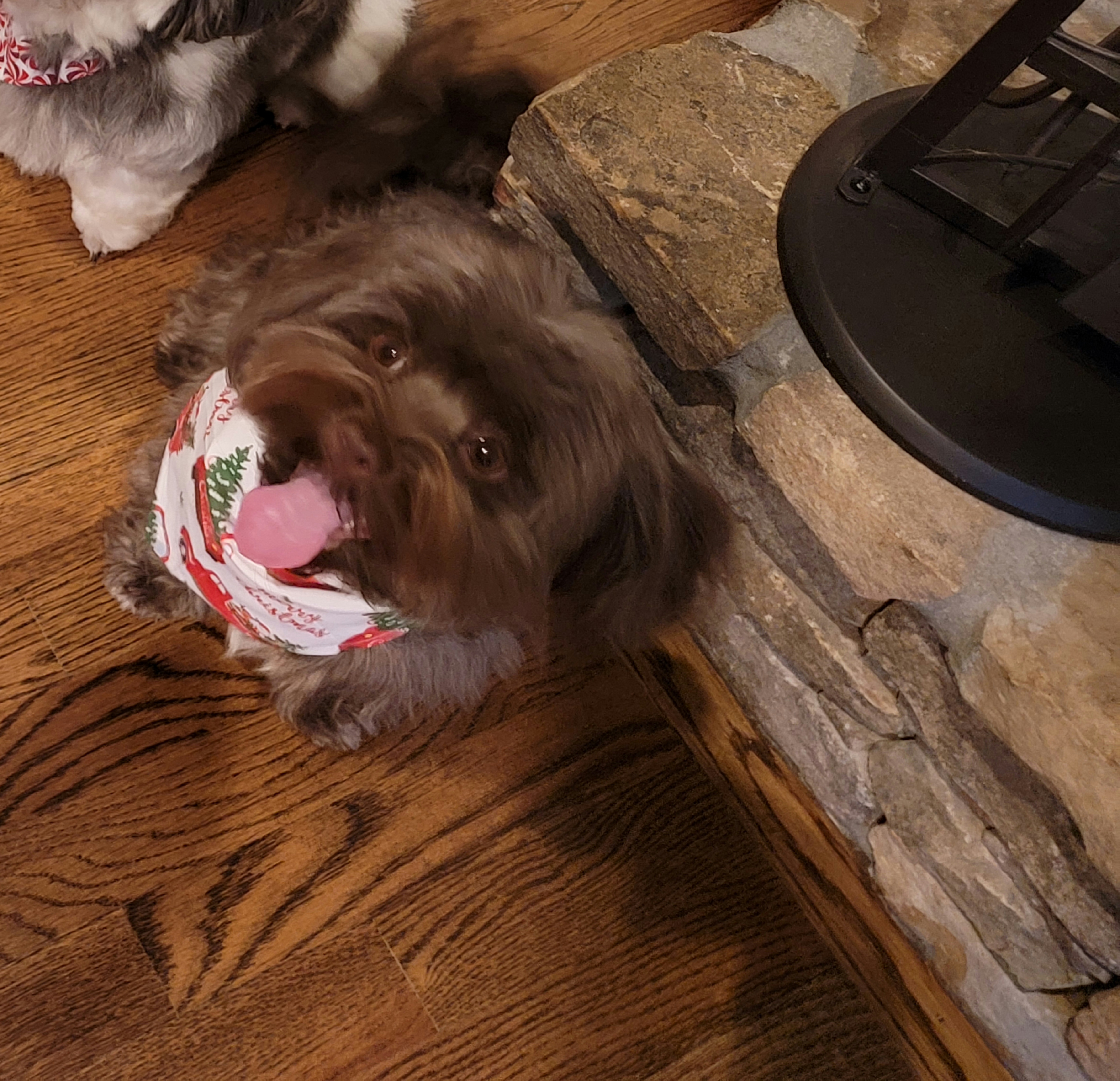 Gypsy - Havanese