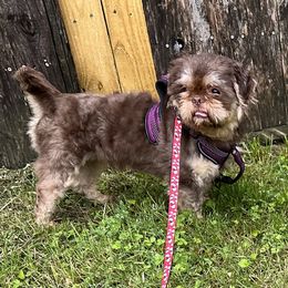 Remington - Liver male Shih Tzu puppy in Catonsville, Maryland from Becraft's Shih Tzu of Valhalla