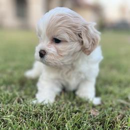 Bichon Frise and Shih Tzu Puppies from Teddy Bears of Arizona