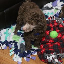 Poodle Puppies from RK'S Pets