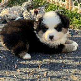 Black tri wide blaze - Black tri male Miniature Australian Shepherd puppy in Graham, North Carolina from Thompson Farm Mini Aussies