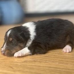Diamond girl - Black white and tan female Shetland Sheepdog puppy in Rockville, Maryland from Robin Rice
