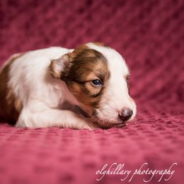 Silken Windhound Puppies from Amethyst Silken Windhounds