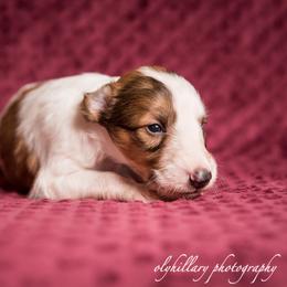 Silken Windhound Puppies from Amethyst Silken Windhounds