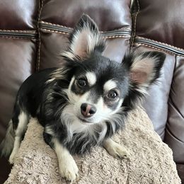 Elroy - Chihuahua
