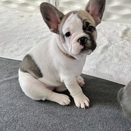 French Bulldog Puppies from A Cute Pair of Frenchies