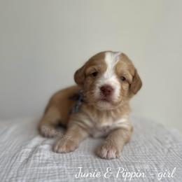 Coral - Caramel female Australian Labradoodle puppy in Belding, Michigan from Rutu Australian Labradoodles