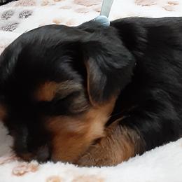 Tae Byler - Black and tan male Yorkshire Terrier puppy in Gurley, Alabama from Rhondas yorkies