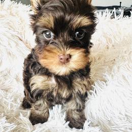 Yorkshire Terrier Puppies from Nikki’s Yorkies