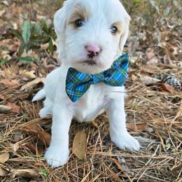 Goldendoodle Puppies from Ivey's Poodles & Doodles