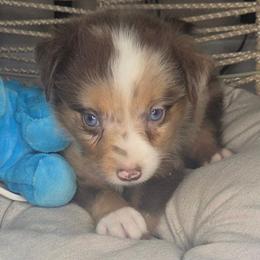 Big Mac - Red merle male Aussiedoodle puppy in Lincoln, California from Pasta Puppies Doodles