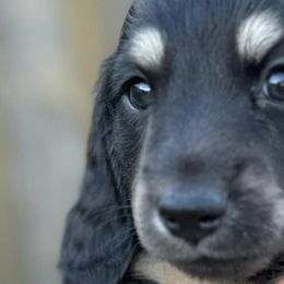 Dachshunds from Rice City Doxies