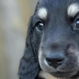 Dachshunds from Rice City Doxies