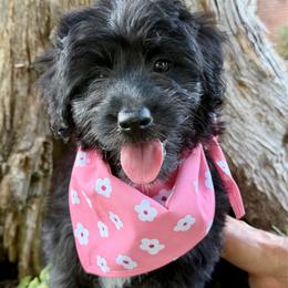 Karen - Black and white female Aussiedoodle puppy in Jackson, Tennessee from Dinah Doodles and Aussies