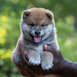 Boy 1 - Red male Shiba Inu puppy in Hephzibah, Georgia from Evenfalls Shiba Inu