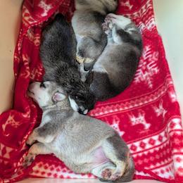 Eva - Black and silver female German Shepherd puppy in Perkasie, Pennsylvania from Twila Ruth Herot