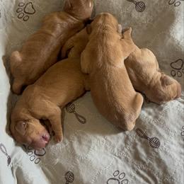 Female 1 - Yellow female Labrador Retriever puppy in Wardensville, West Virginia from Sager’s Labrador Puppies
