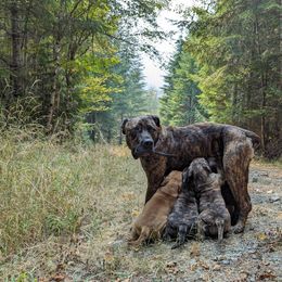 Boerboel All Grown Up from Romboel Farm Dogs