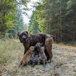 Boerboel All Grown Up from Romboel Farm Dogs