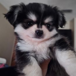 Mimi - Black sabled fawn female Chihuahua puppy in Citrus Heights, California from Golden State Chihuahuas