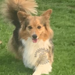 Dolli - Pembroke Welsh Corgi