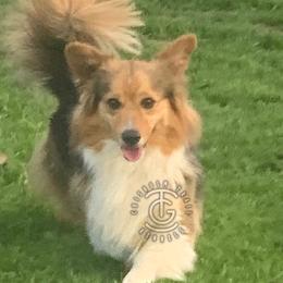 Dolli - Pembroke Welsh Corgi