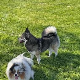 Mercedes - Pomsky