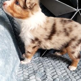 Toy Australian Shepherd Puppies from Reflections of Star Crest Kennel