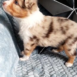 Toy Australian Shepherd Puppies from Reflections of Star Crest Kennel