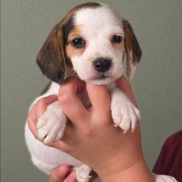Toto - White black and tan male Beagle puppy in Lake City, Florida from Sunkissed Beagles