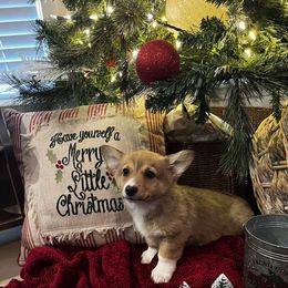 Sable Male - Sable male Pembroke Welsh Corgi puppy in De Witt, Arkansas from Western Plains Kennel