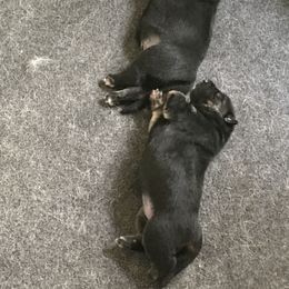German Shepherd Puppies from Sandy’s Shepherds