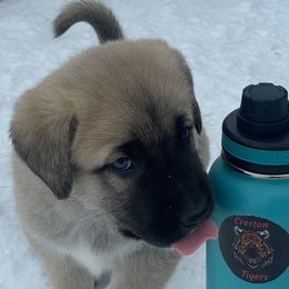 Anatolian Shepherd Dog Puppies from Wild Rooster Family Farm