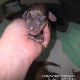 E - Wild boar female Dachshund puppy in Willard, Utah from Simply Sharing Love