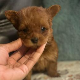 Girl 1 - Red female Yorkipoo puppy in Ocala, Florida from Top Notch Pupz