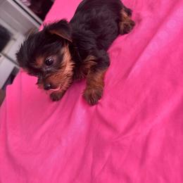 Sweaty - Blue and gold female Yorkshire Terrier puppy in Los Angeles, California from Munoz yorkies