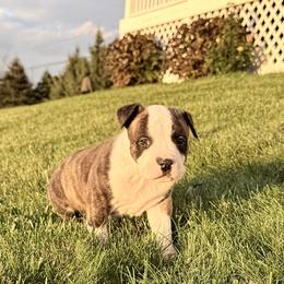 American Staffordshire Terrier Puppies from Explicit Amstaffs Of New England
