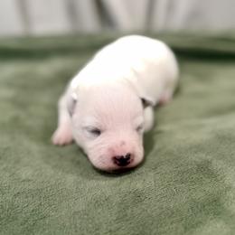 Arcee - Blue female Australian Cattle Dog puppy in Rosharon, Texas from 4Surge Cattle Dogs